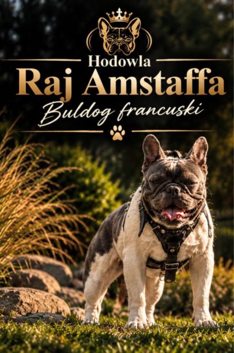 Buldog Francuski