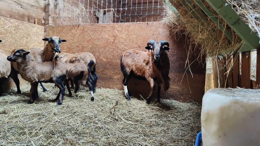 Kamerun tryk zamiana/sprzedaż