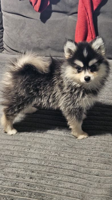 Pomsky( mini husky) F3 szczenięta