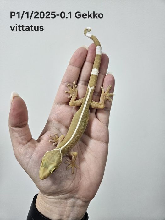 Gekko vittatus - Gekon paskowany