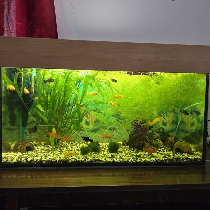 Akwarium z wyposażeniem