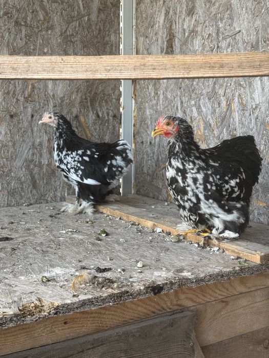 Карликовый кохинхин. Декоративные куры