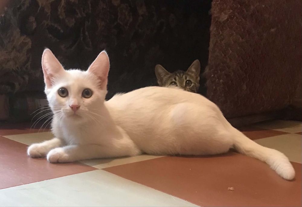 Котята в хорошие руки
