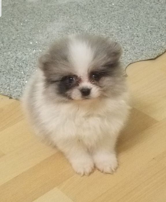 Мальчик померанский шпиц