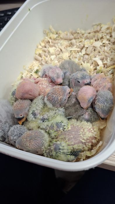 Agapornis roseicollis bebés