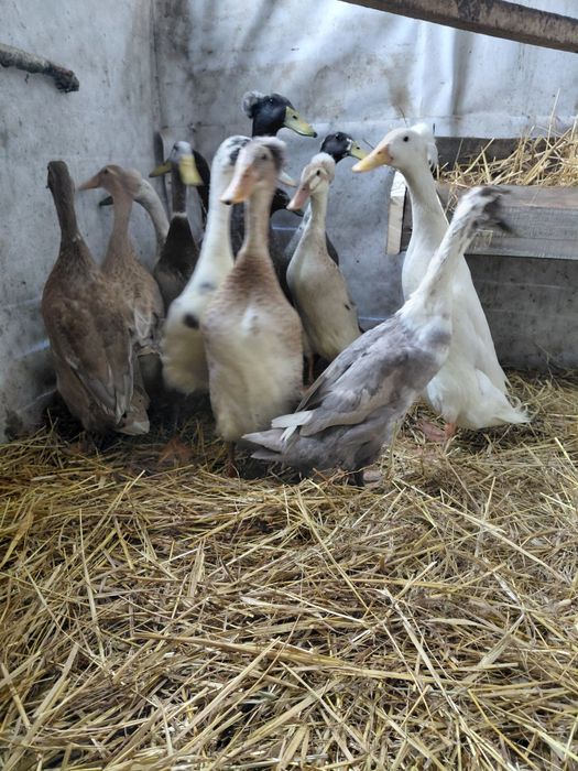 Sprzedam biegusy czubate i zwykłe