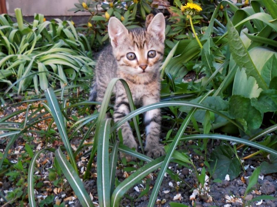 Кошенята гарненьки