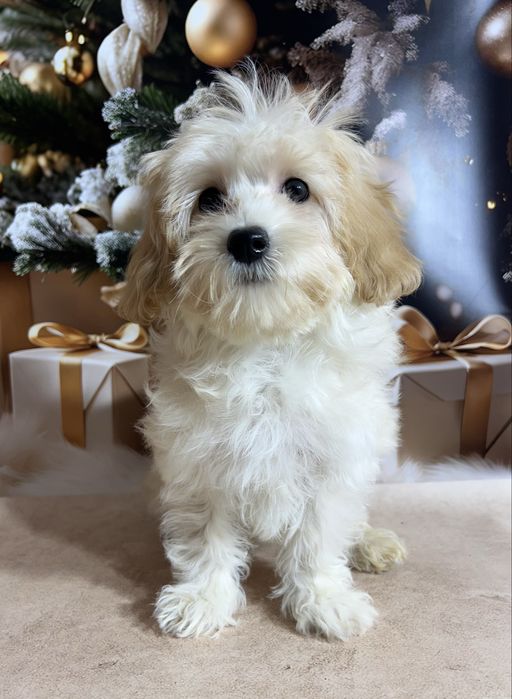 Мальтіпу Ф1. Дівчинка в Києві