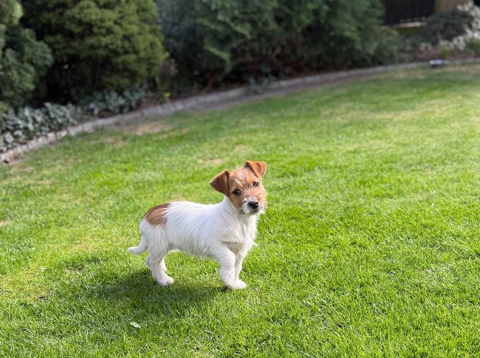 Jack Russell Terrier # SMARTIE JACKS # rodzice ZKwP/FCI suczka z lewej