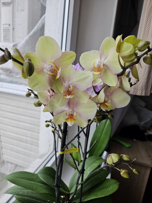 Орхидея лимонная желтая Запорожье