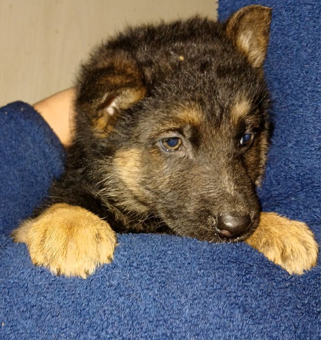 Чудові цуценята німецької вівчарки