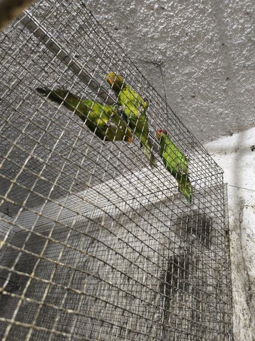 Papagaio Cinzento e vários Loris