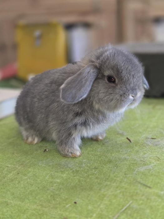 Karzełek baranek, baranek karzełek. Mini lop..rodowód. Hodowla zarejes