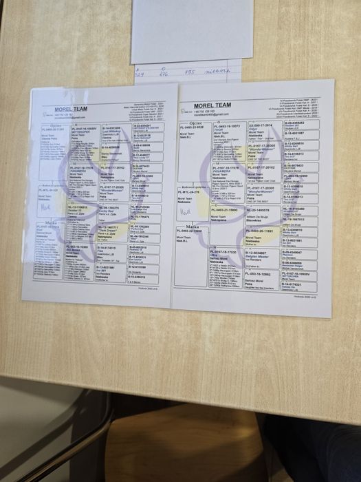 Gołębie pocztowe 75