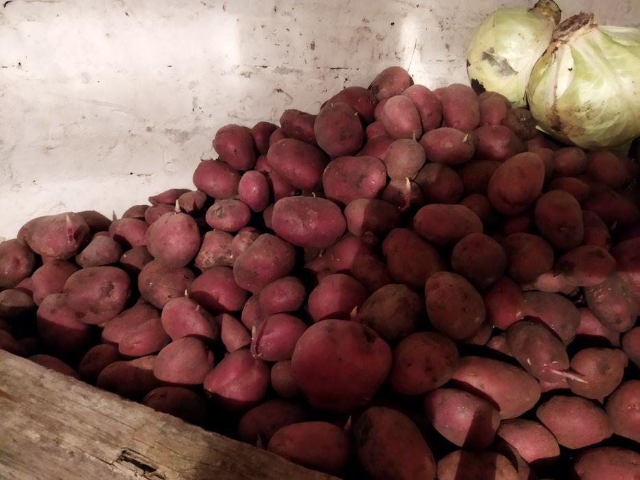 Продам домашню картошку без гмо