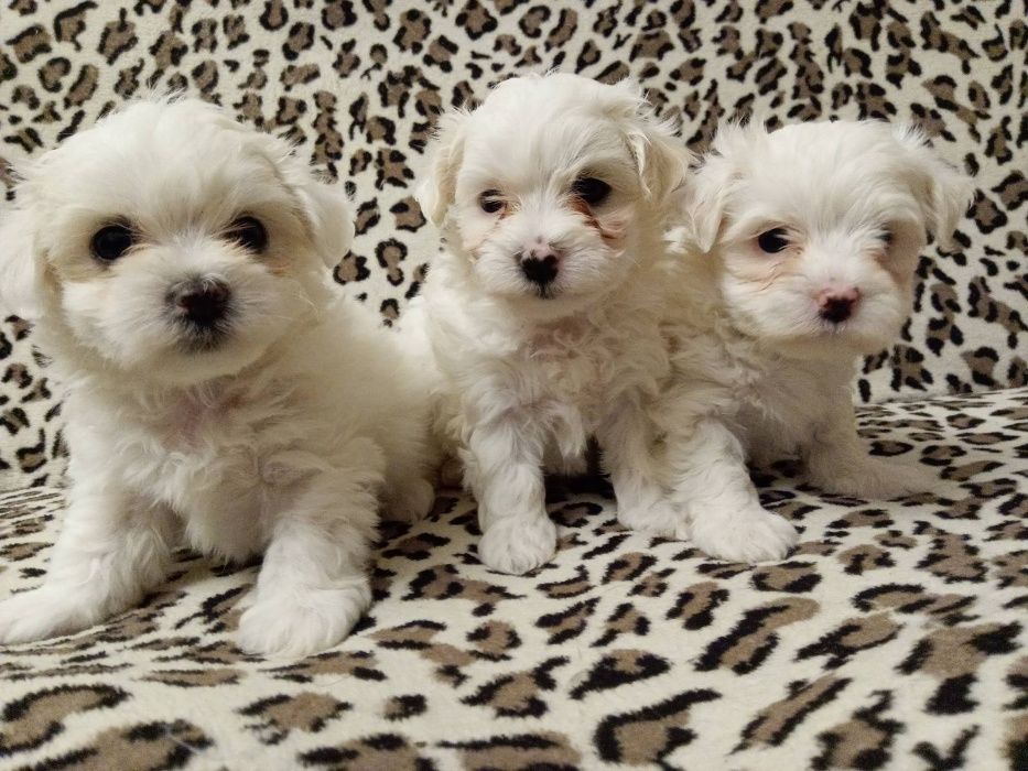 Мальтизешки Одесские - Родословные !