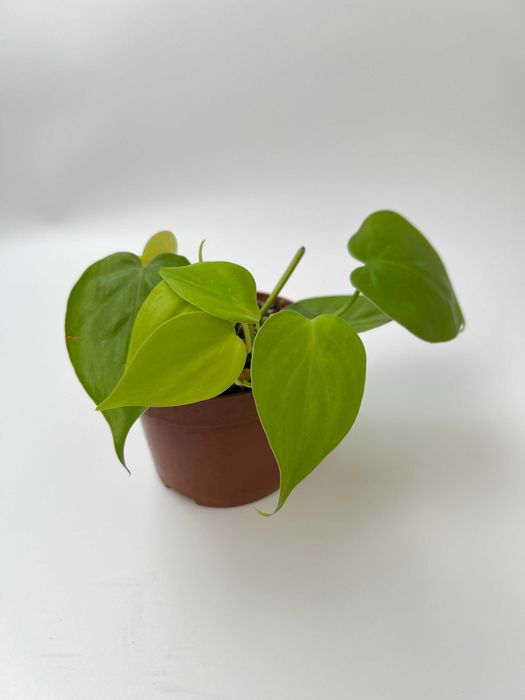 Епіпремнум, Філодендрон, Пілея, Хлорофітум