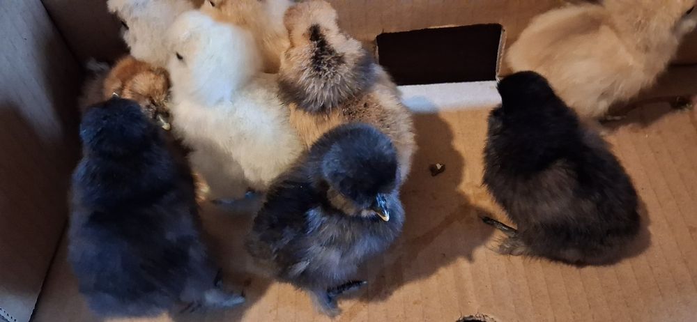 Kurczaczki silki jedwabistej