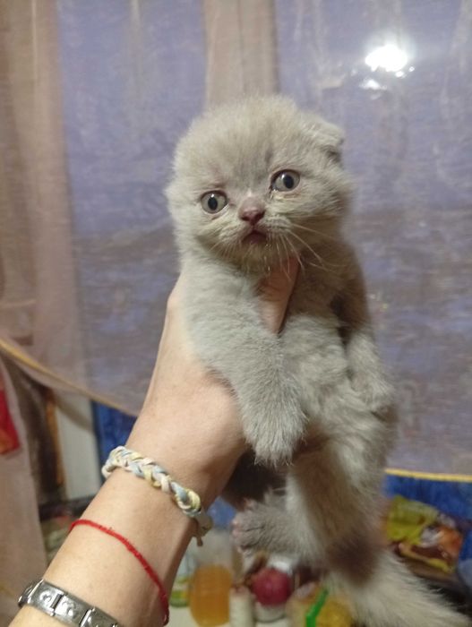 Шотландские чистокровные мальчики и девочка