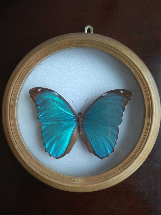 Метелики в рамці