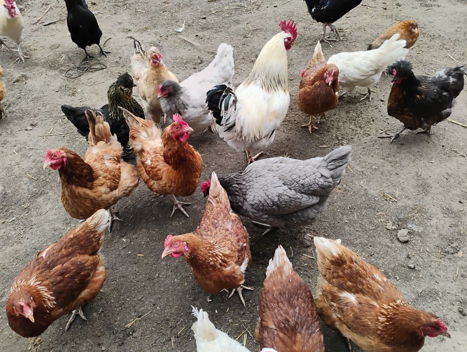 Jaja lęgowe od kór mix