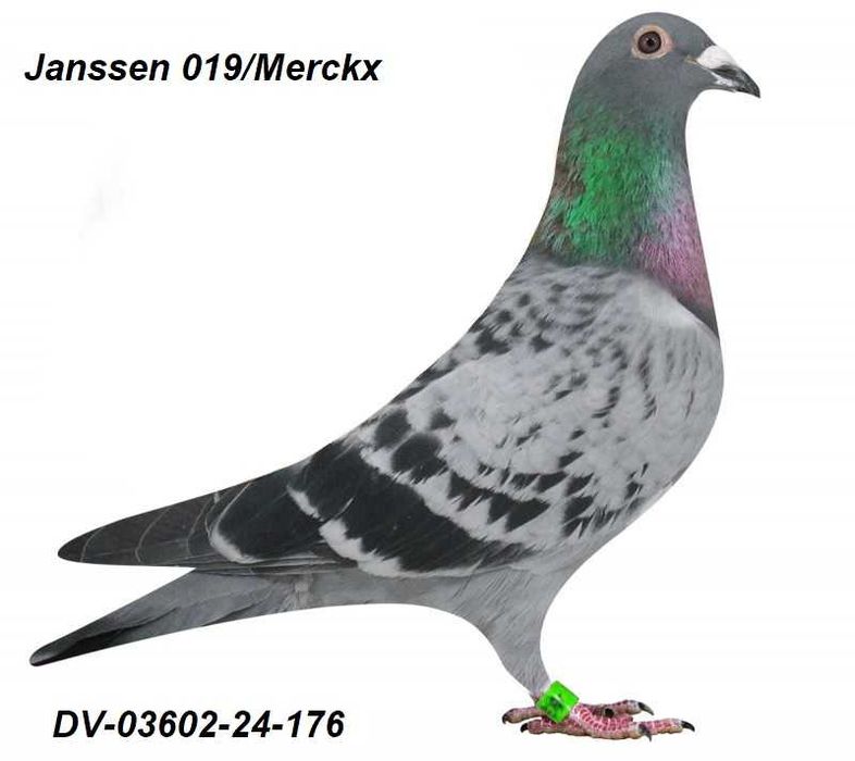 Gołębie pocztowe Gołąb Samica  DV-2024  Janssen    019/Merckx  -  rodowodem