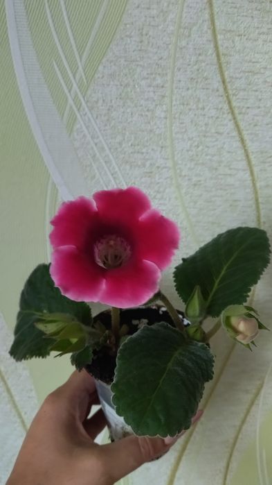 Глаксиния в пластиковом стаканчике