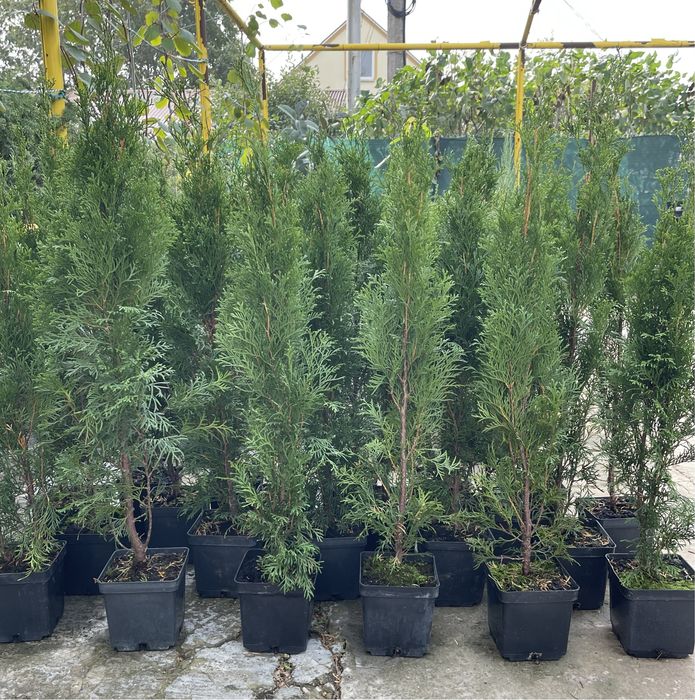 Туя Смарагд