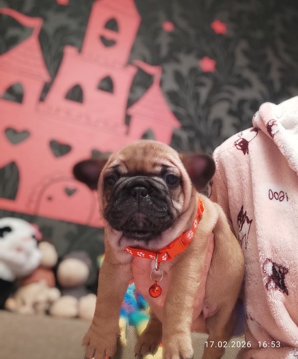 WKU-ККУ,  стандарт,  ген.тести