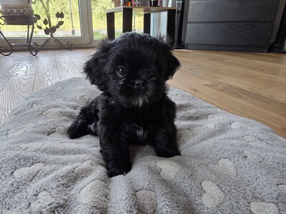 Pieski Shih tzu z rodowodem