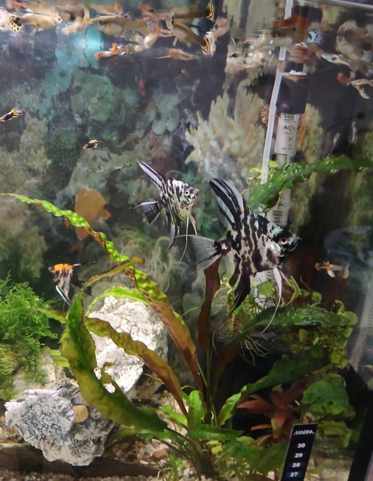 Sprzedam skalary 2 szt