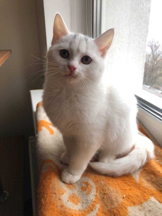 Біленьке кошеня у гарну родину, вік 3 місяці