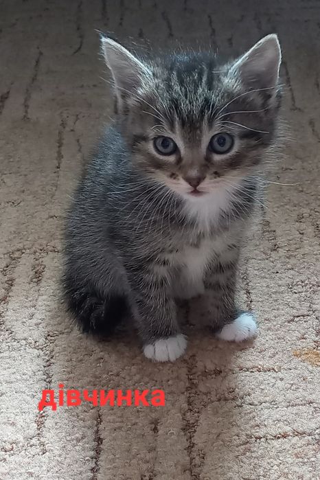 Віддам кошкняток