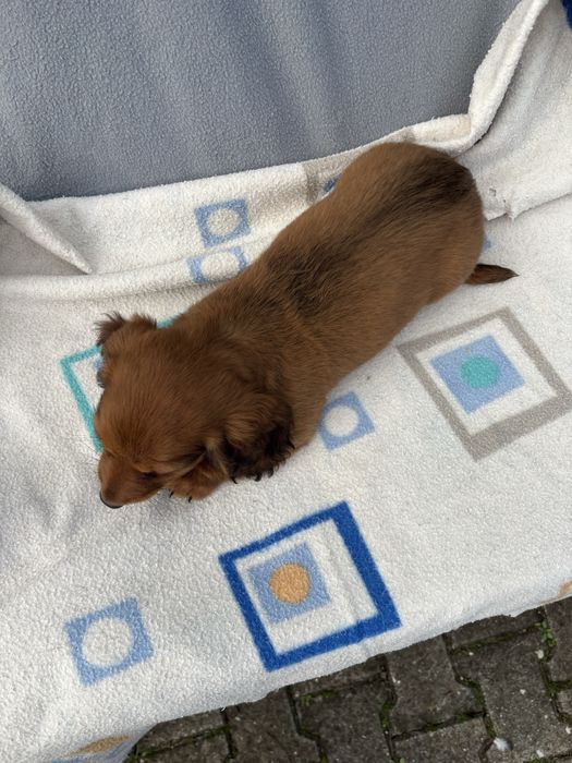 Teckel femea miniatura pelo comprido