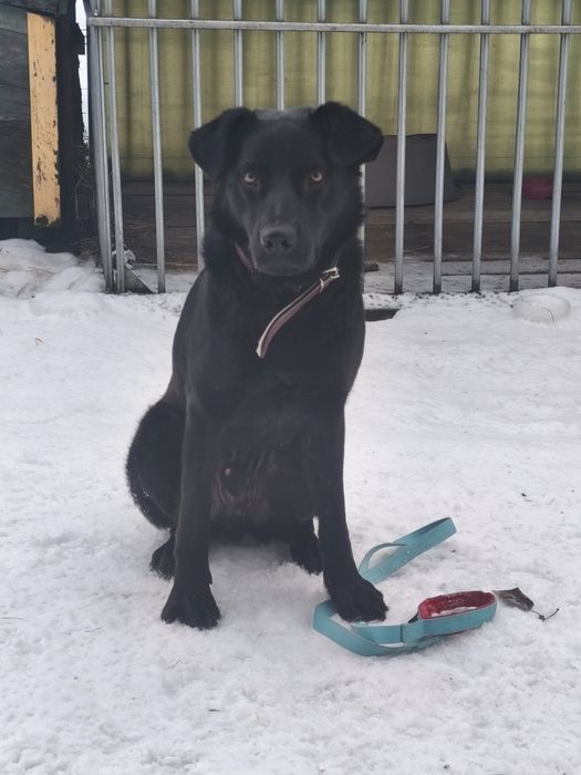 Fakir, młody, cudowny szuka domu