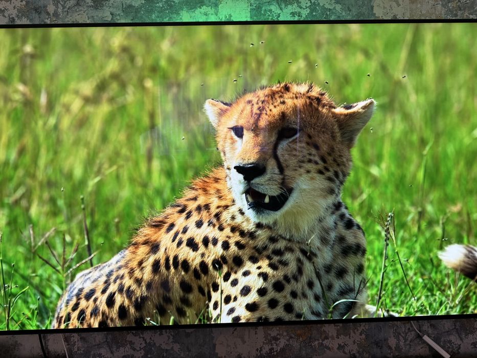 Oled 65”  LG OLED65C7V-Z stan perfekt