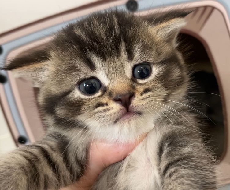 Шотландские черно золотые девочки, котята, шоколадные,кошечки