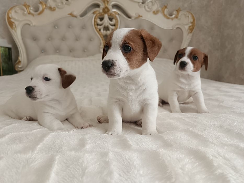 Одесские дети Джек Рассел Терьер