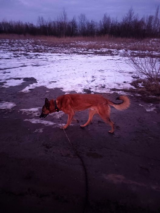 Bajkał - przyjaciel do adopcji