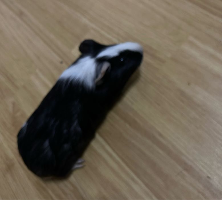 Морьские свинки 2