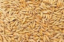 Kukurydza sucha, Pszenica, Owies, Jęczmień