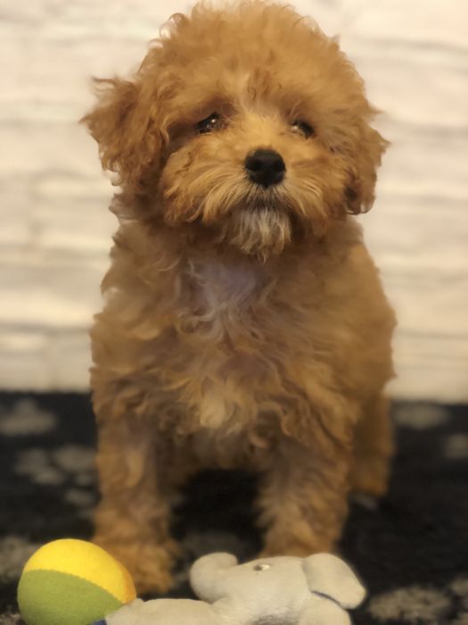 Девочка и мальчики мальтипу готовы к переезду