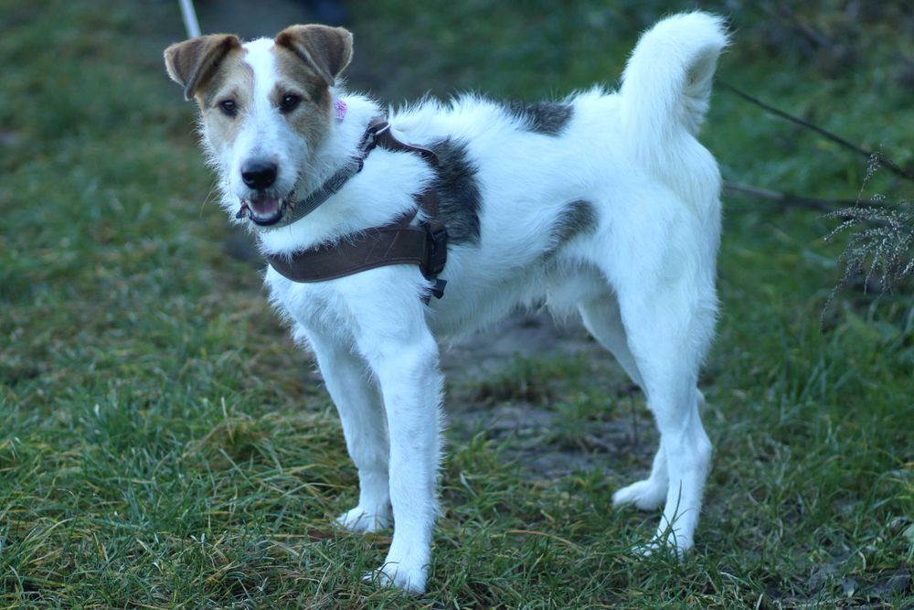 Uroczy Bazylek, guru sprytu i śmiałości, czeka na psijaciela