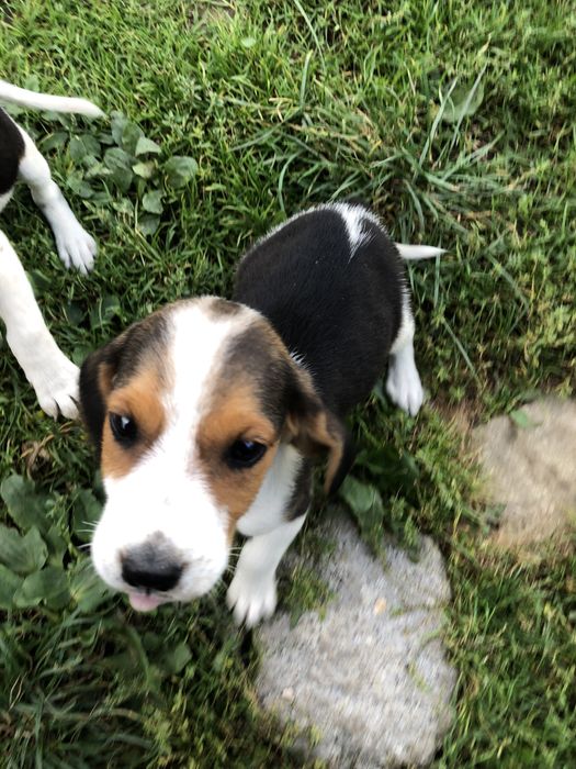 Естонці щенята