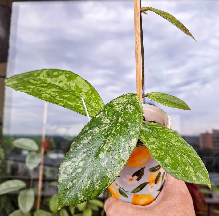 Hoya Bahoi (splash leaves)