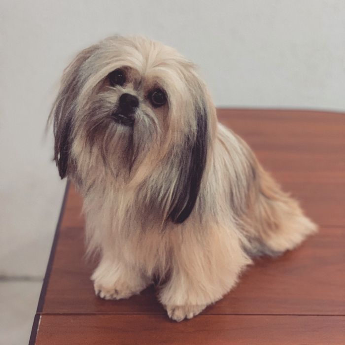 Стрижка собак и котів у Вас вдома. Грумер