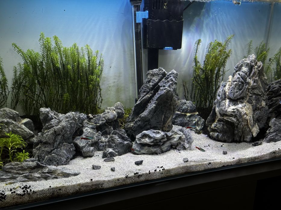 Aquário 120L COMPLETO com móvel +Kit  CO2 + plantas