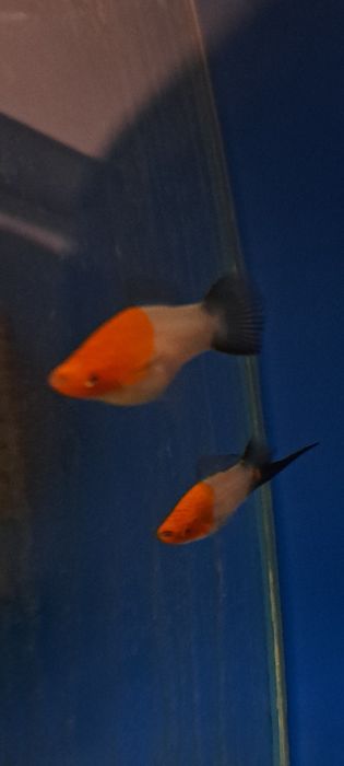 Mieczyki koi wagtail rzadkość 10 szt