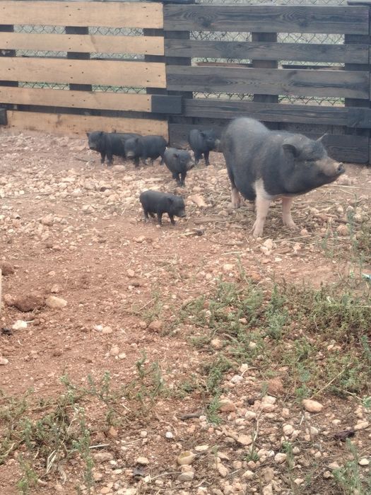 Mini pig nascidos a 06/08/2026