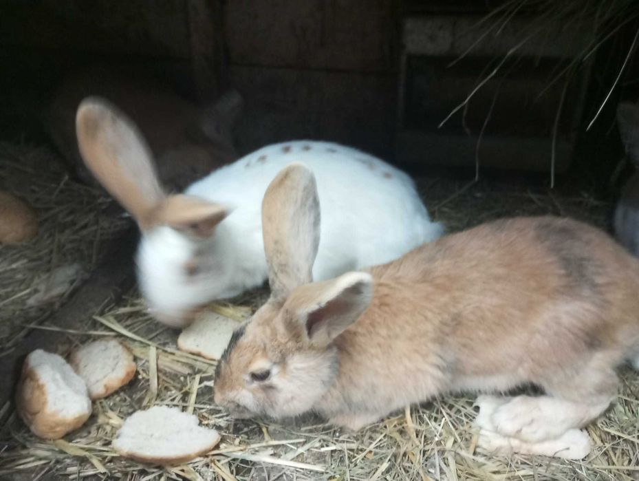 króliki samce samice